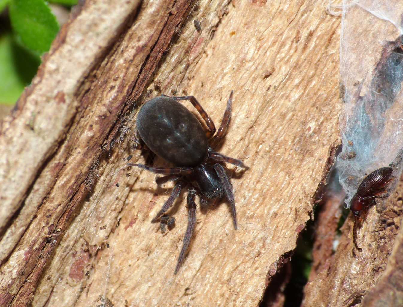 Amaurobius (ferox o erberi?) Sono A. erberi